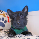 Tuck Scottish Terrier 02