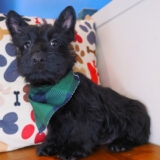 Tuck Scottish Terrier 03