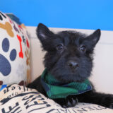 Tuck Scottish Terrier 04