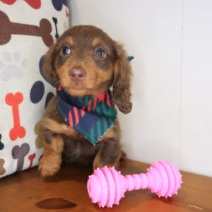 Urchin Dachshund 01