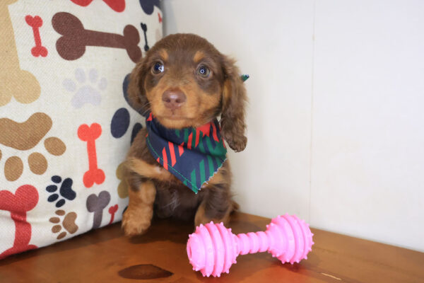 Urchin Dachshund 01