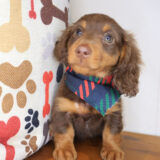 Urchin Dachshund 03