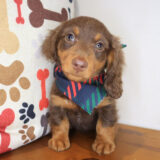 Urchin Dachshund 04