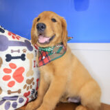 Valentin Golden Retriever 01