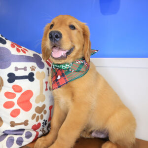 Valentin Golden Retriever 01