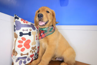 Valentin Golden Retriever 01