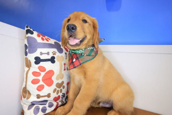 Valentin Golden Retriever 01