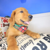 Valentin Golden Retriever 02