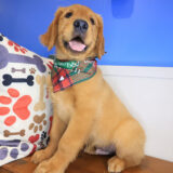 Valentin Golden Retriever 03
