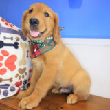 Valentin Golden Retriever 04