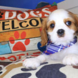 Vanished Cavalier King Charles 03
