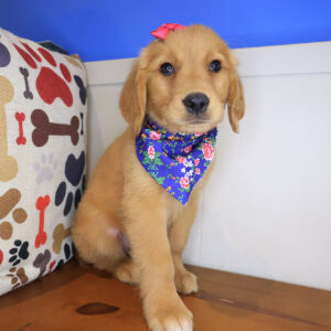 Vera Golden Retriever 01