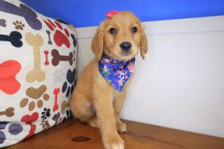 Vera Golden Retriever 01