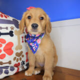 Vera Golden Retriever 02