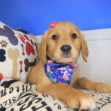 Vera Golden Retriever 03