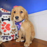 Vera Golden Retriever 04