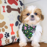 Vicki Shih Tzu 01