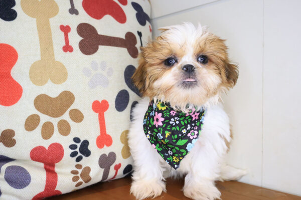 Vicki Shih Tzu 01