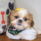 Vicki Shih Tzu 02