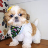 Vicki Shih Tzu 03