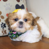 Vicki Shih Tzu 04