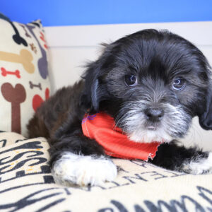 Walnut Shihpoo 01