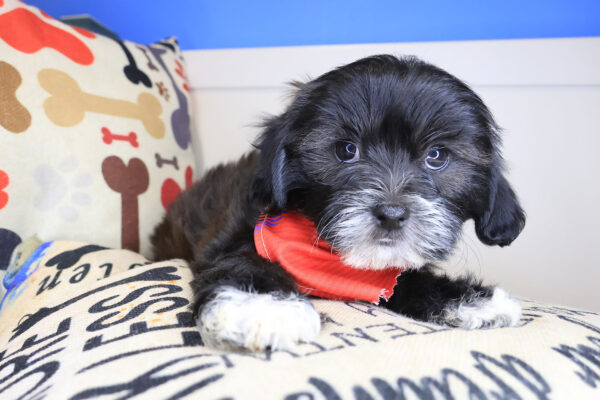 Walnut Shihpoo 01
