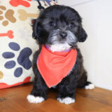 Walnut Shihpoo 02