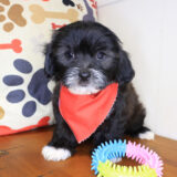 Walnut Shihpoo 03
