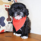 Walnut Shihpoo 04