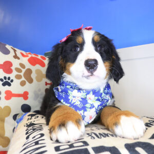 Wednesday Bernese Mountain 01
