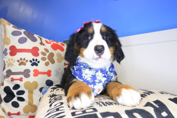 Wednesday Bernese Mountain 01