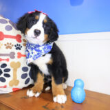 Wednesday Bernese Mountain 02