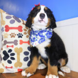 Wednesday Bernese Mountain 03