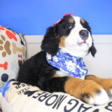 Wednesday Bernese Mountain 04
