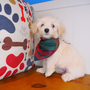 Wiggleworm Bichapoo 01