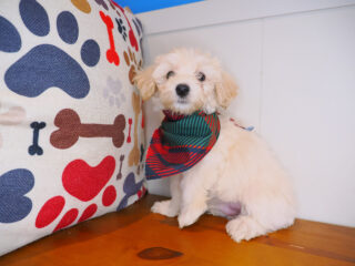 Wiggleworm Bichapoo 01