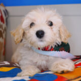 Wiggleworm Bichapoo 02