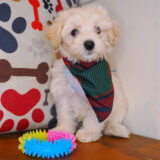Wiggleworm Bichapoo 03