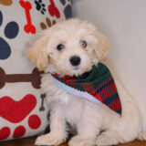 Wiggleworm Bichapoo 04
