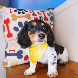 William Dachshund 01