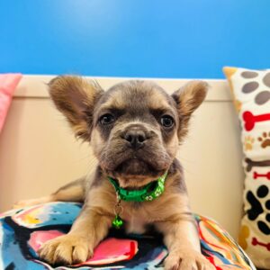 Winston French Bulldog 01