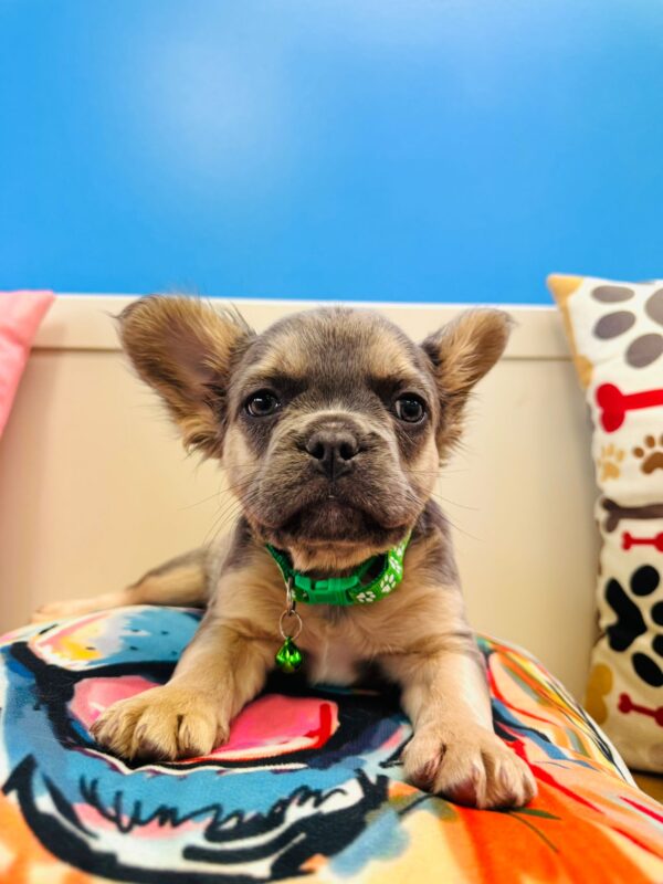 Winston French Bulldog 01