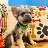 Winston French Bulldog 02