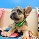 Winston French Bulldog 03