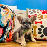 Winston French Bulldog 04