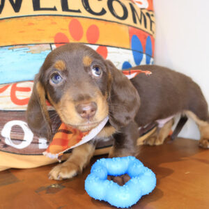 Wrigley Dachshund 01