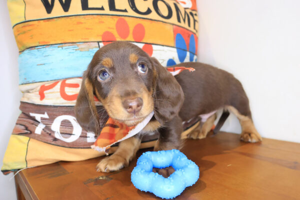 Wrigley Dachshund 01