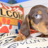 Wrigley Dachshund 02