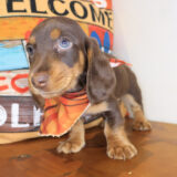 Wrigley Dachshund 03